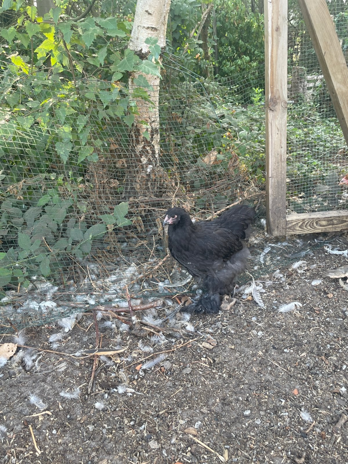 Brahma zwart, Dieren en Toebehoren, Mannelijk, Kip