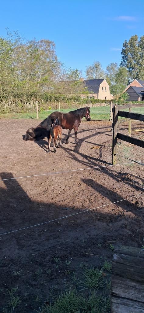 B pony met veulen, Dieren en Toebehoren, B