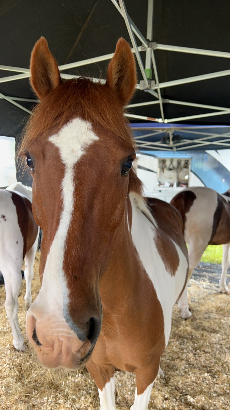 Weidemaatje aangeboden, Dieren en Toebehoren, Ruin, C pony (1.27m tot 1.37m), 11 jaar of ouder