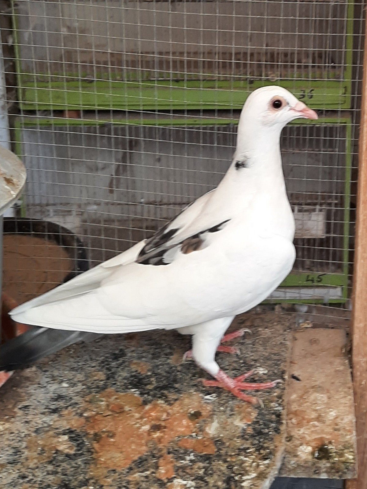 mooie bonte kleurpostduiven ( reis duiven), Meerdere dieren, Postduif