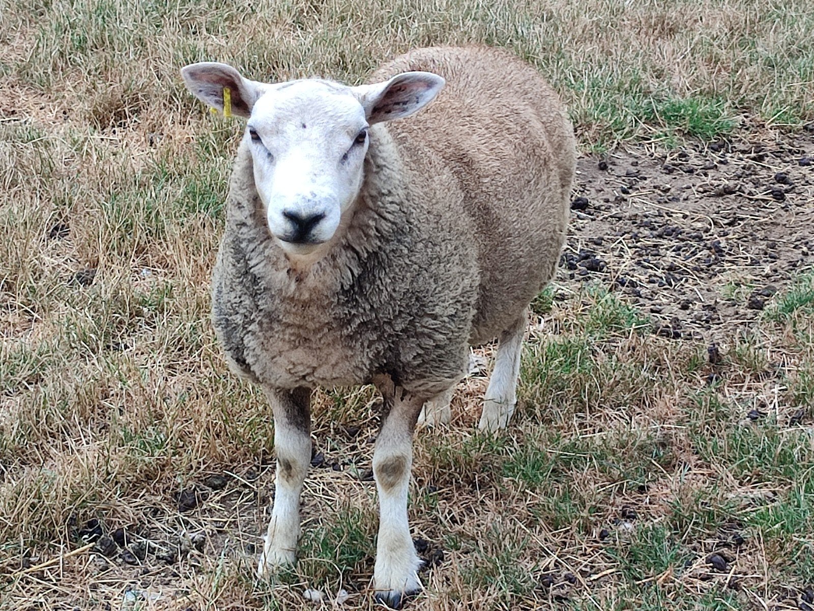 Franse texel ram, Dieren en Toebehoren, Schapen, Geiten en Varkens, Mannelijk, 0 tot 2 jaar
