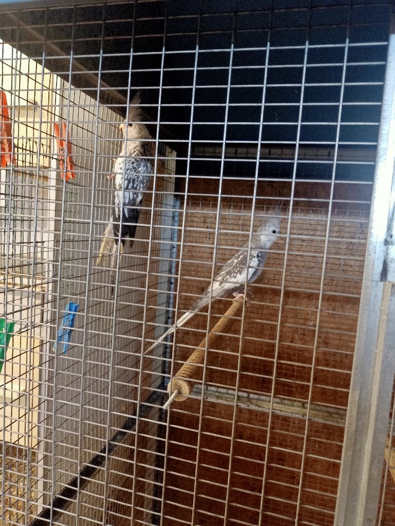 poupées calopsittes, Bagué