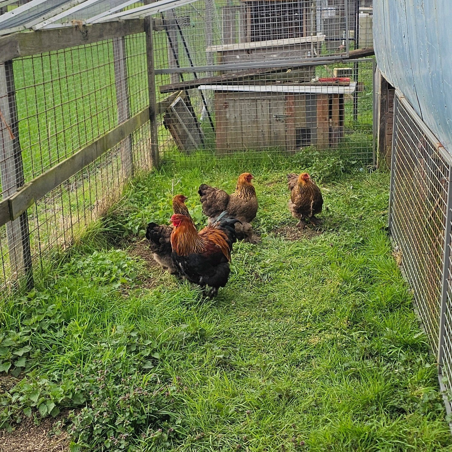 Trio brahma goudpatrijs groothoender, Dieren en Toebehoren, Ophalen