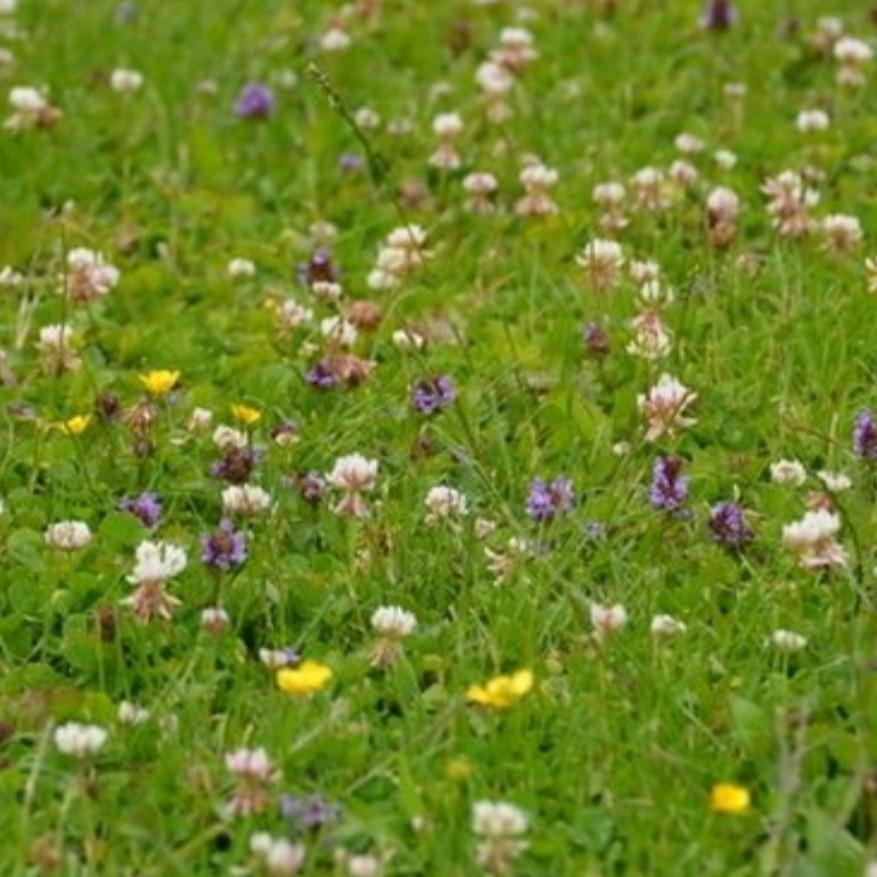 Contre les mauvaises herbes dans la pelouse (ancienne formul, Jardin & Terrasse, Pesticides, Enlèvement ou Envoi, Neuf, Répression des mauvaises herbes