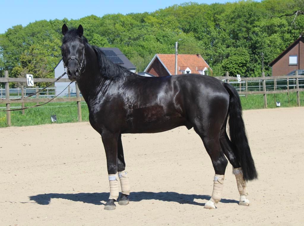Elite sportpaard dressuur, Dieren en Toebehoren, Paarden, Met stamboom, Ruin, M, Dressuurpaard