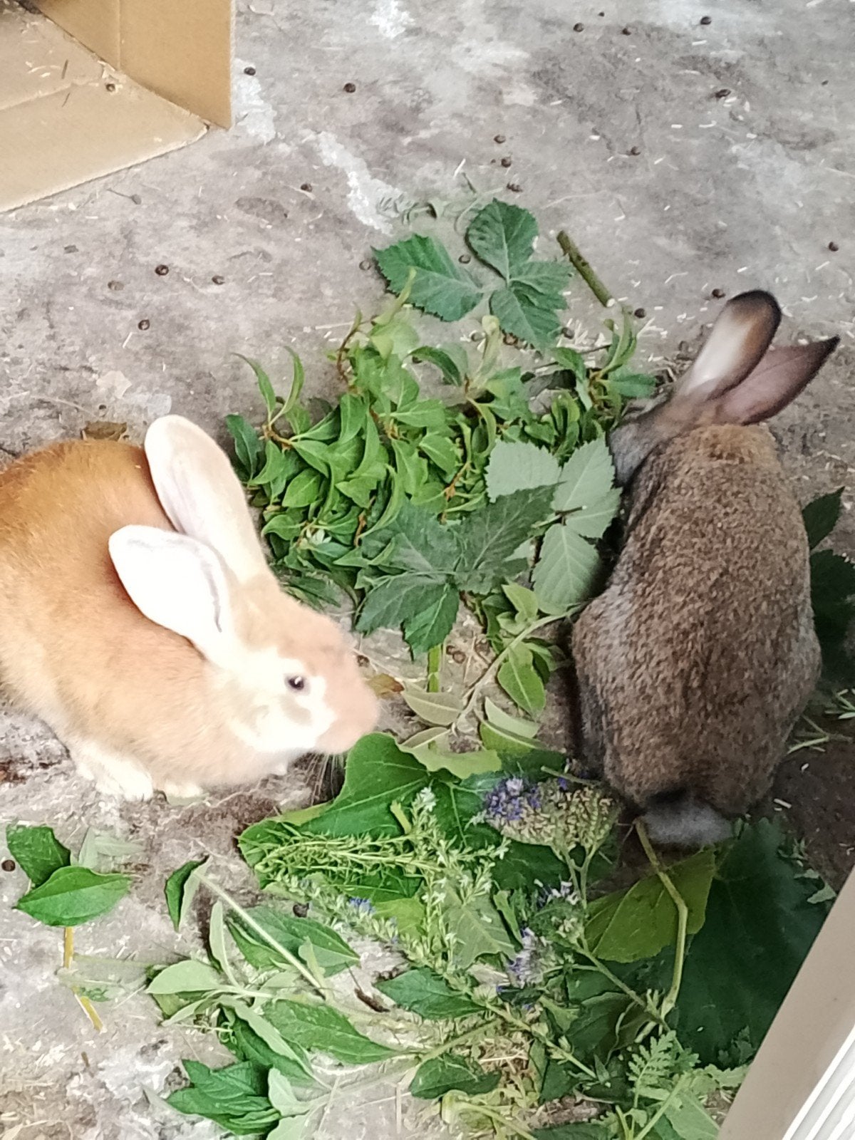 Konijnen reuzevlinders voedsters, Dieren en Toebehoren, Konijnen