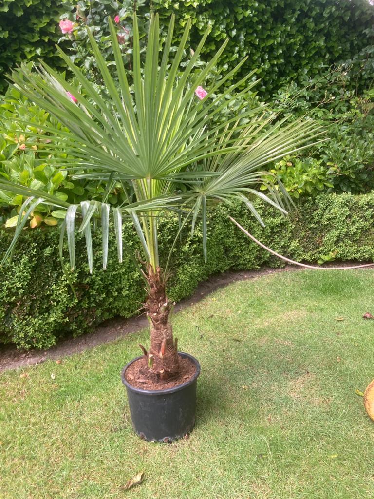 Palmboom Trachycarpus Fortunei winterhard, Tuin en Terras, Ophalen, Palmboom