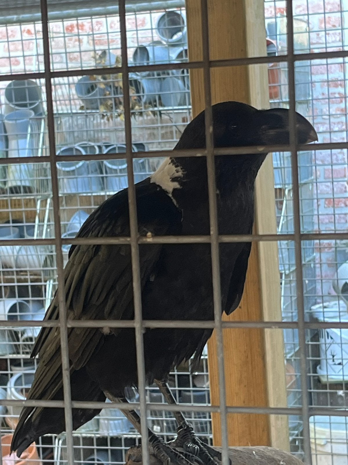 Witnekraaf, Dieren en Toebehoren, Mannelijk, Tropenvogel, Tam