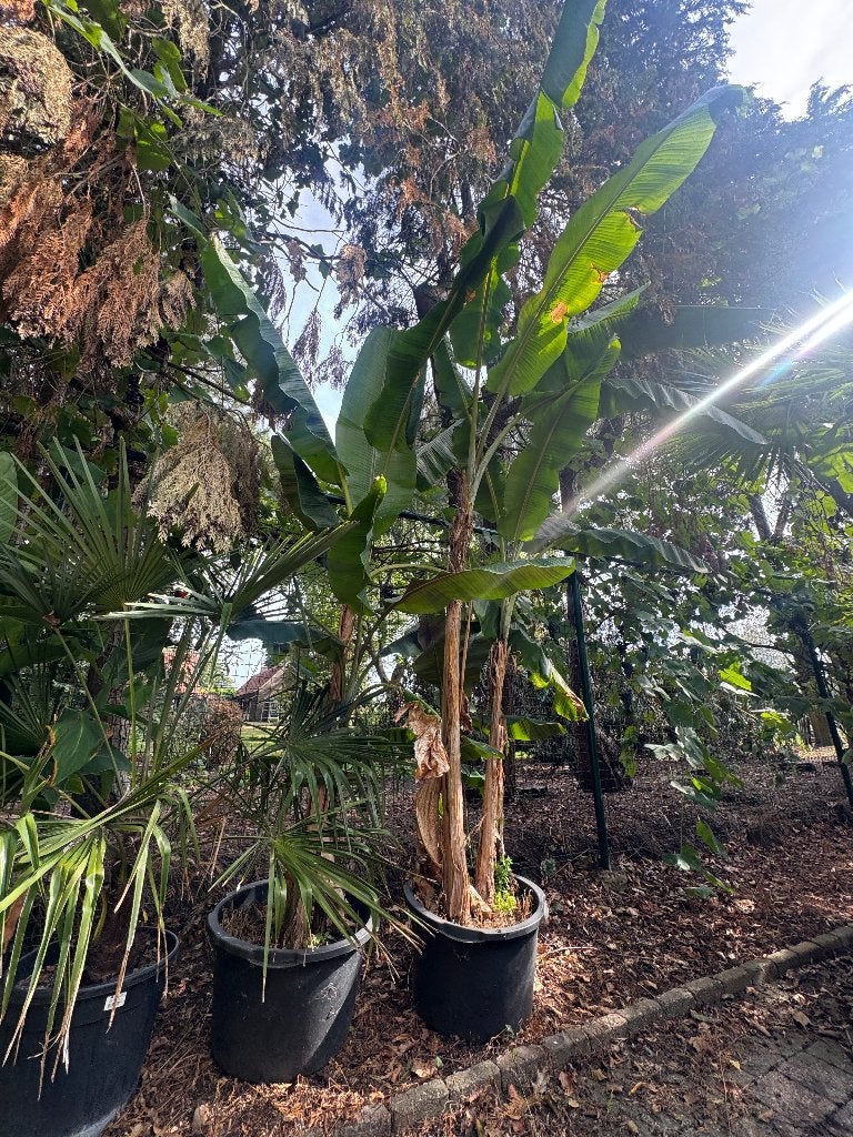 Musa sikkimensis 2x potten met meerdere stammen, Ophalen, Vaste plant, Overige soorten, Volle zon