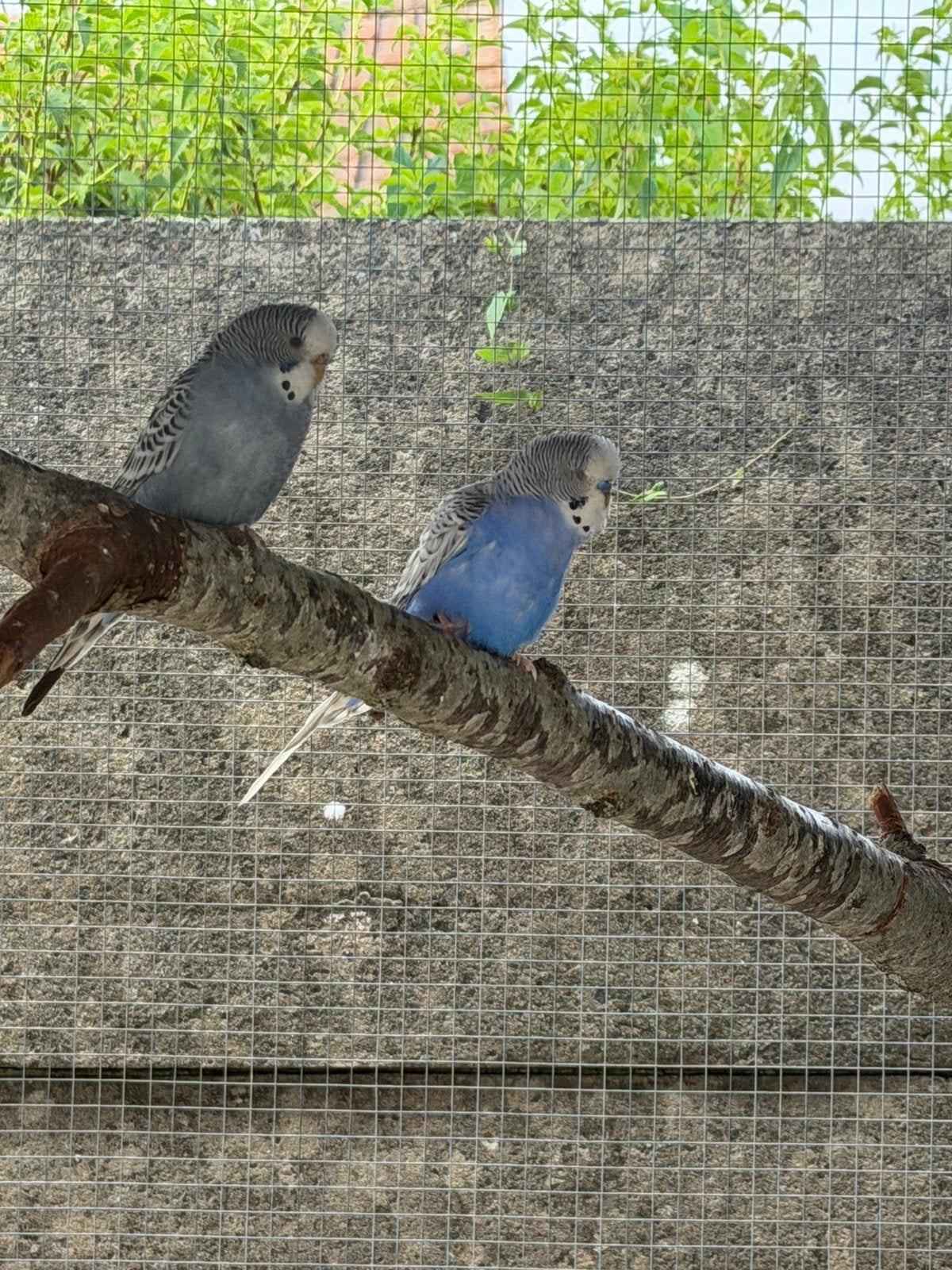 Grasparkiet man, Animaux & Accessoires, Mâle, Perruche, Bagué