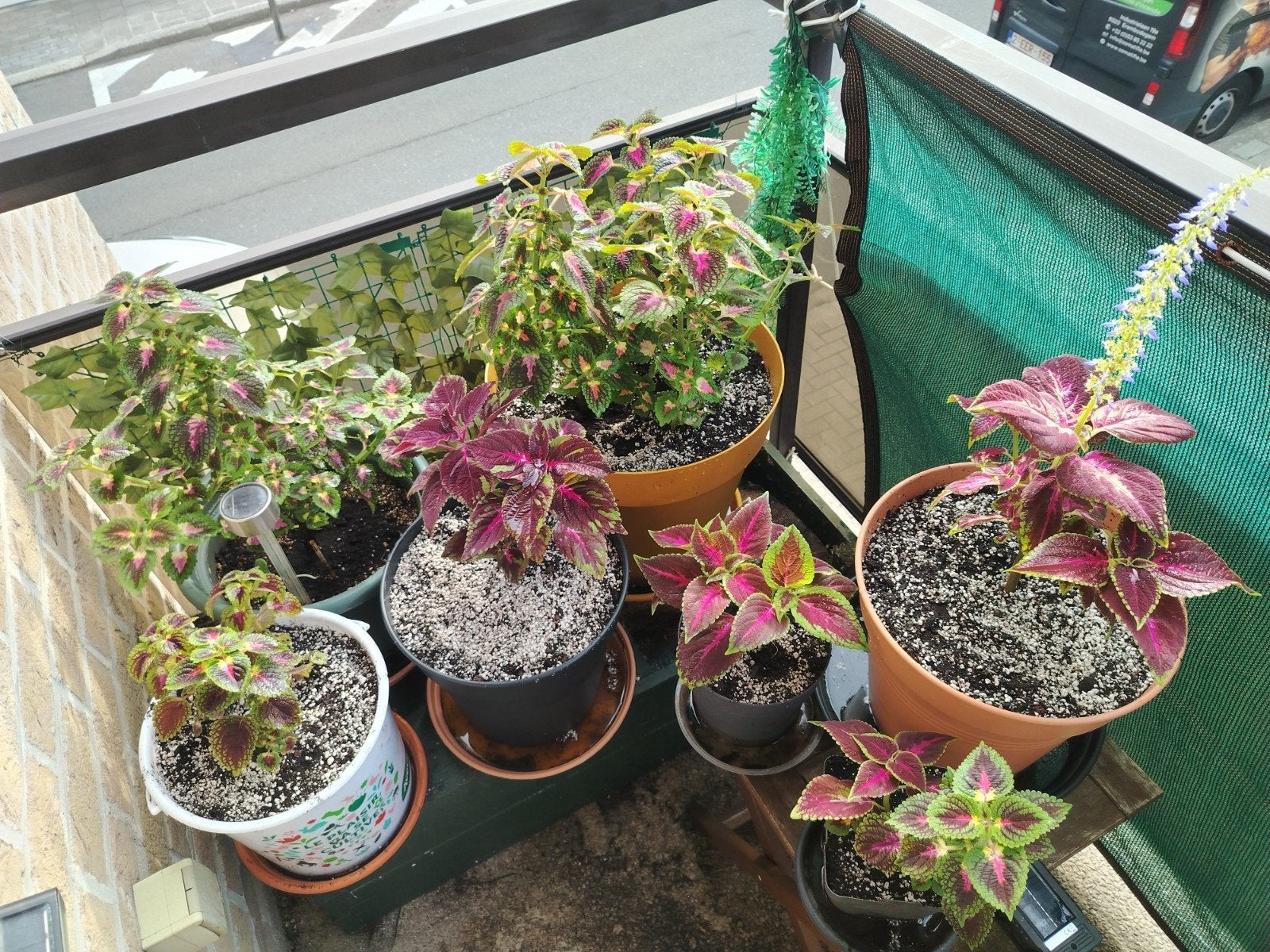 Planten - stekken _ jonge Coleus in potten., Tuin en Terras, Ophalen of Verzenden, Halfschaduw