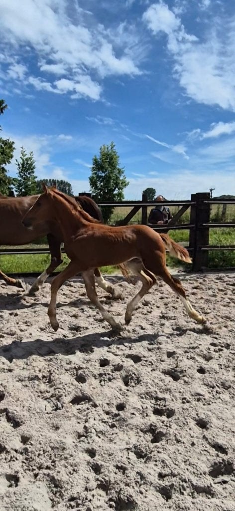TOP BELOFTE VOOR DE TOEKOMST TE KOOP!, Dieren en Toebehoren, Paarden, Springpaard, Met stamboom, Niet van toepassing, 0 tot 2 jaar