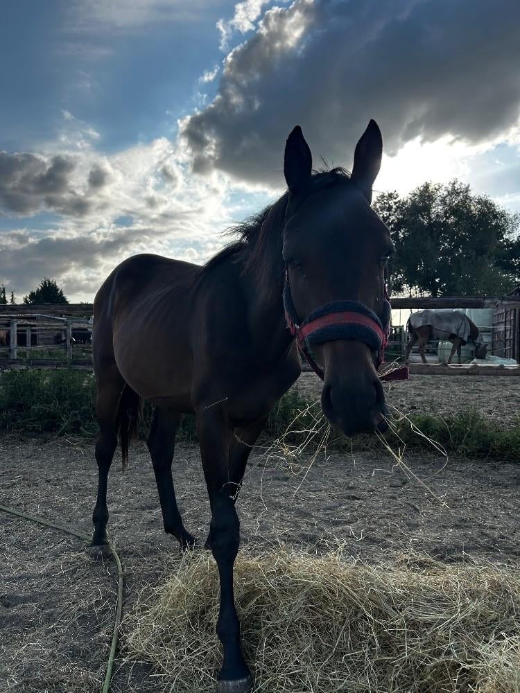 Te Koop: 2 jarige Merrie voor de Springsport, Dieren en Toebehoren, Paarden, Merrie, Springpaard, Met stamboom, 0 tot 2 jaar