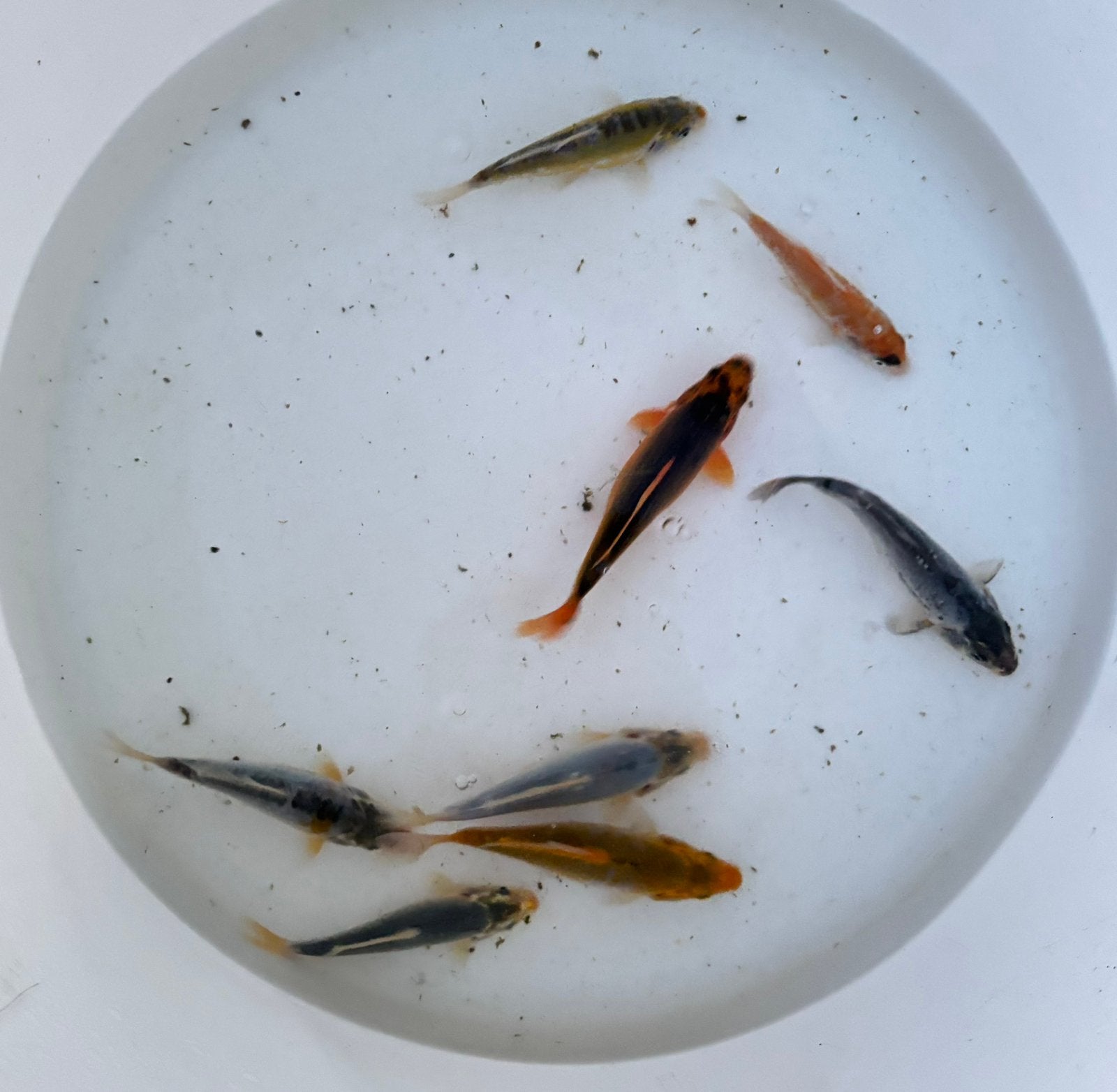 Koi eigen kweek, Dieren en Toebehoren, Karper of Koi