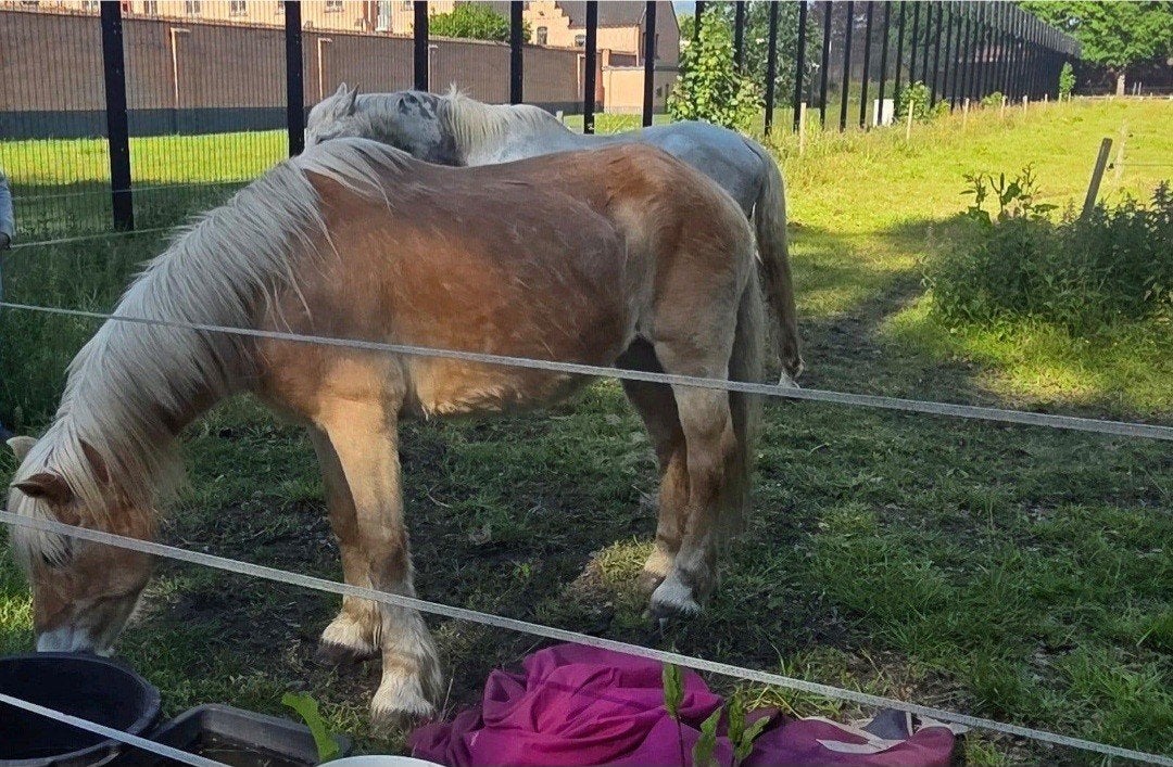 haflinger faith als weidemaatje, Dieren en Toebehoren, Paarden, Merrie, Gechipt, 11 jaar of ouder