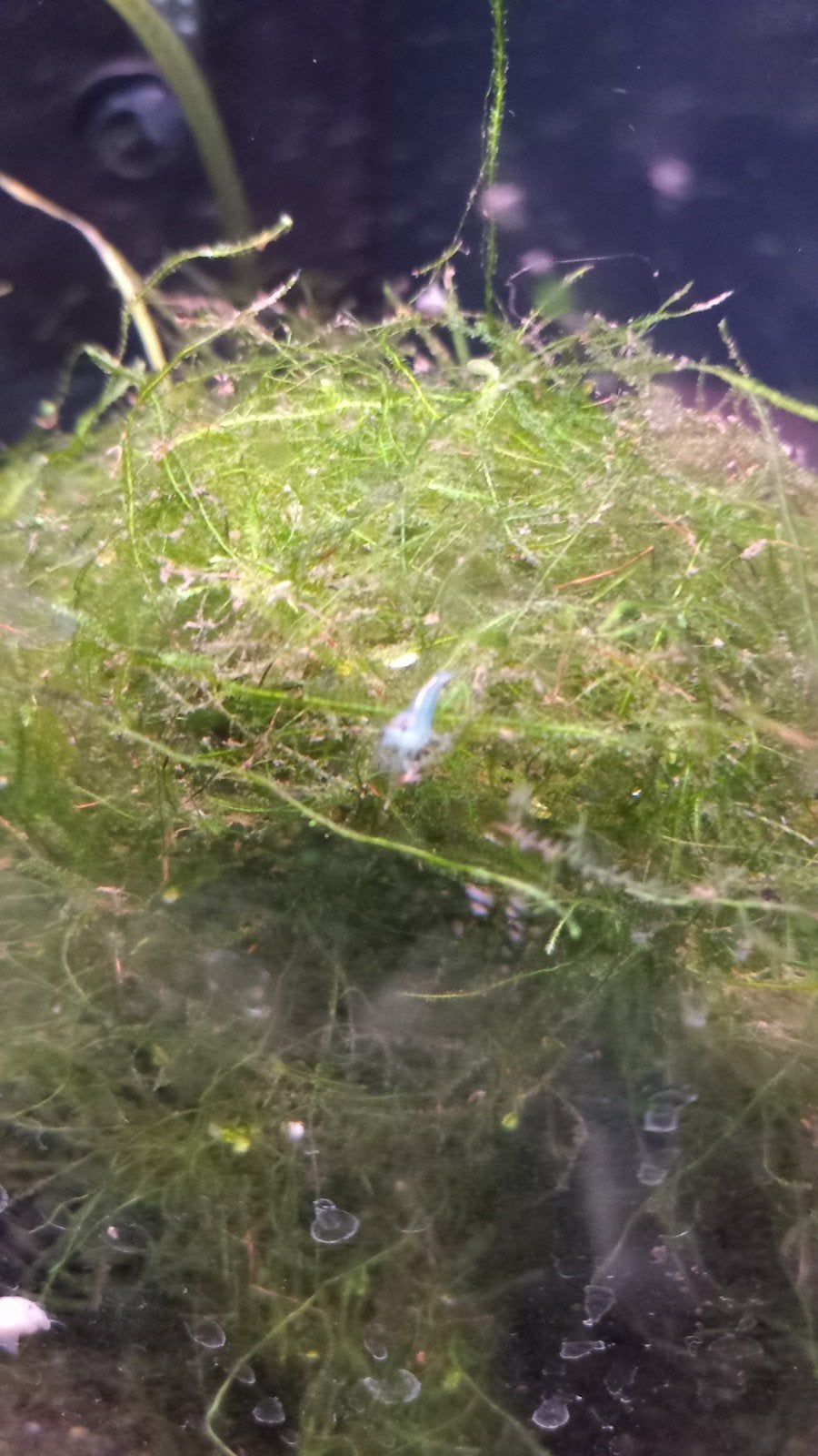 aquarium, Enlèvement