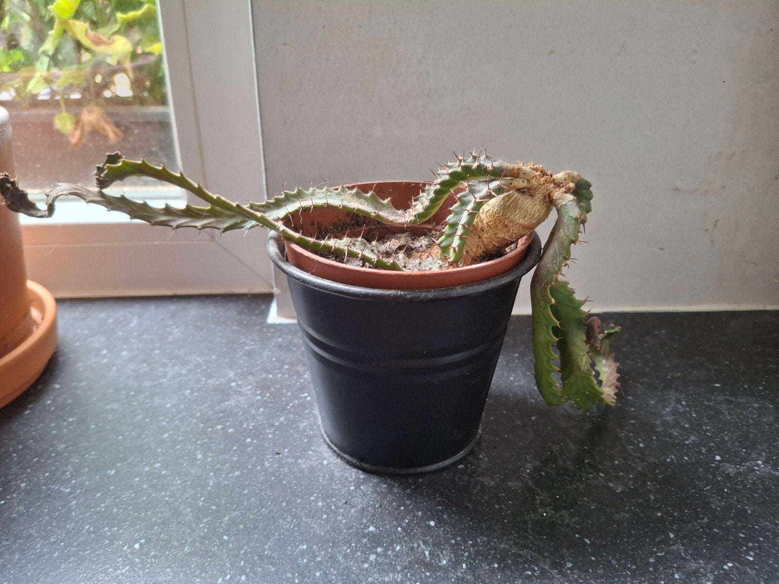 Euphorbia stellata, Huis en Inrichting, Kamerplanten, Ophalen, Vetplant, Minder dan 100 cm, Volle zon