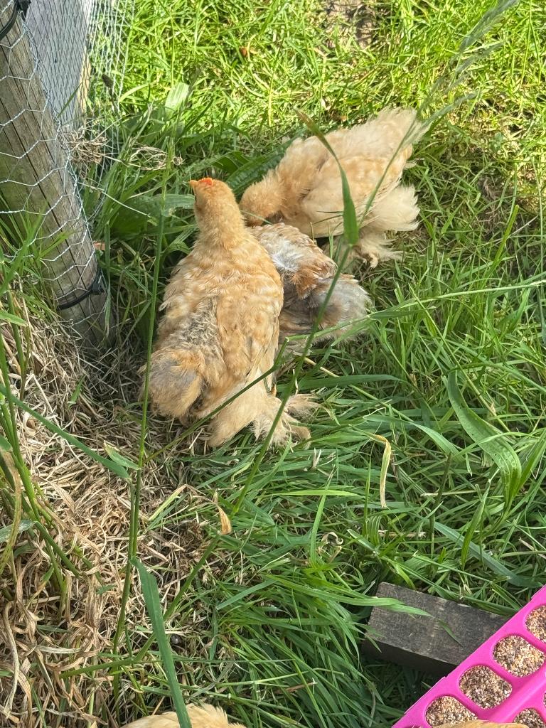 Coqs batam de Pékin à donner et 1 poule, Animaux & Accessoires, Plusieurs animaux, Poule ou poulet