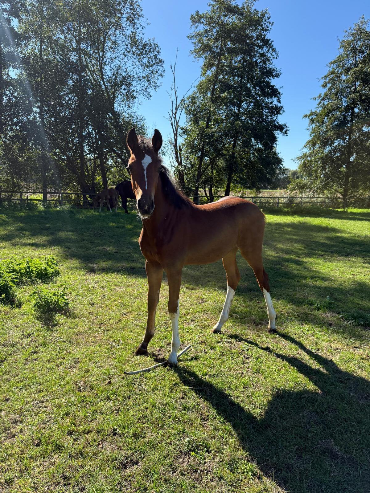 ‼️ Springveulens en jaarlingen te koop ‼️, Dieren en Toebehoren, Springpaard, Met stamboom, 0 tot 2 jaar, Onbeleerd