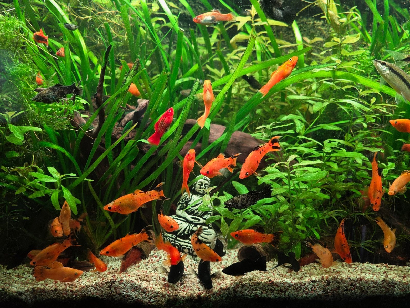 Oranje-zwarte molly en black molly, Dieren en Toebehoren, Ophalen