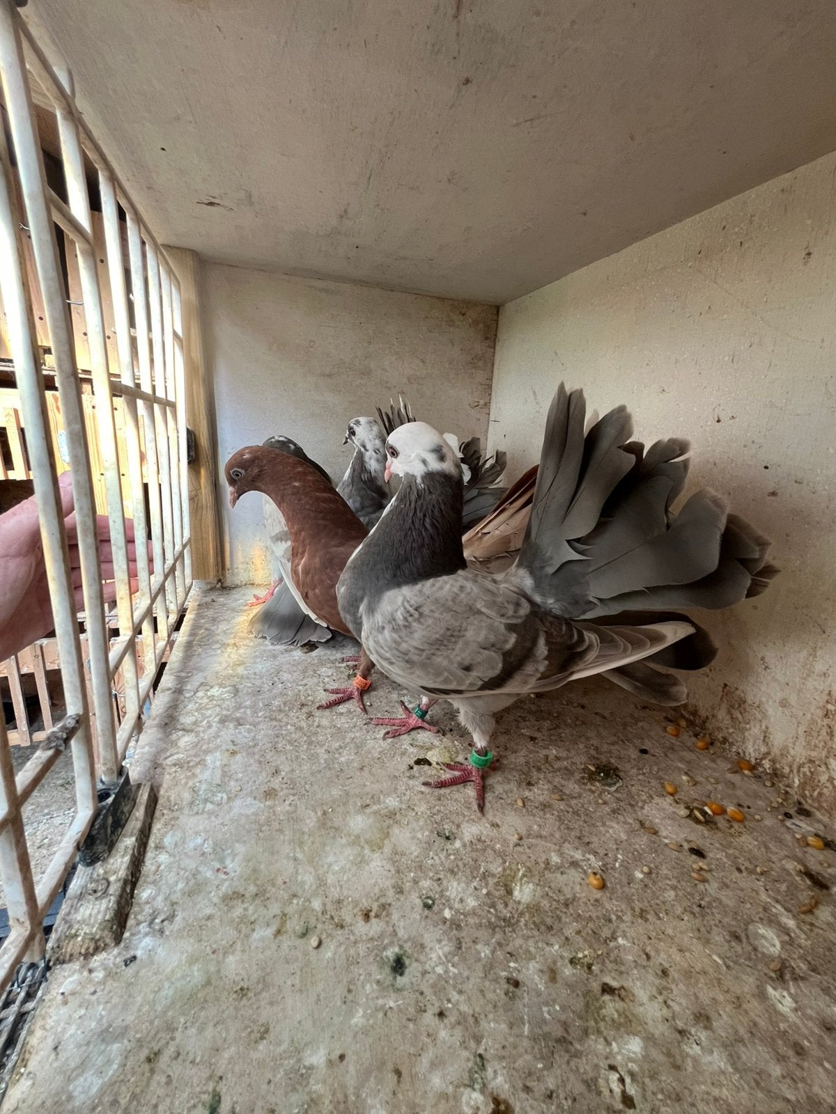 Pauwstaart met waaierstaart, Dieren en Toebehoren, Meerdere dieren, Overige soorten
