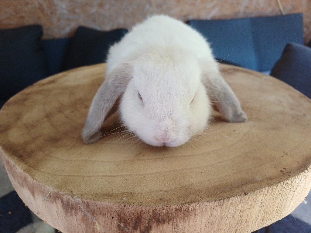 Minilop/nhd voedster, Dieren en Toebehoren, Konijnen, Vrouwelijk, Dwerg, Hangoor, 0 tot 2 jaar