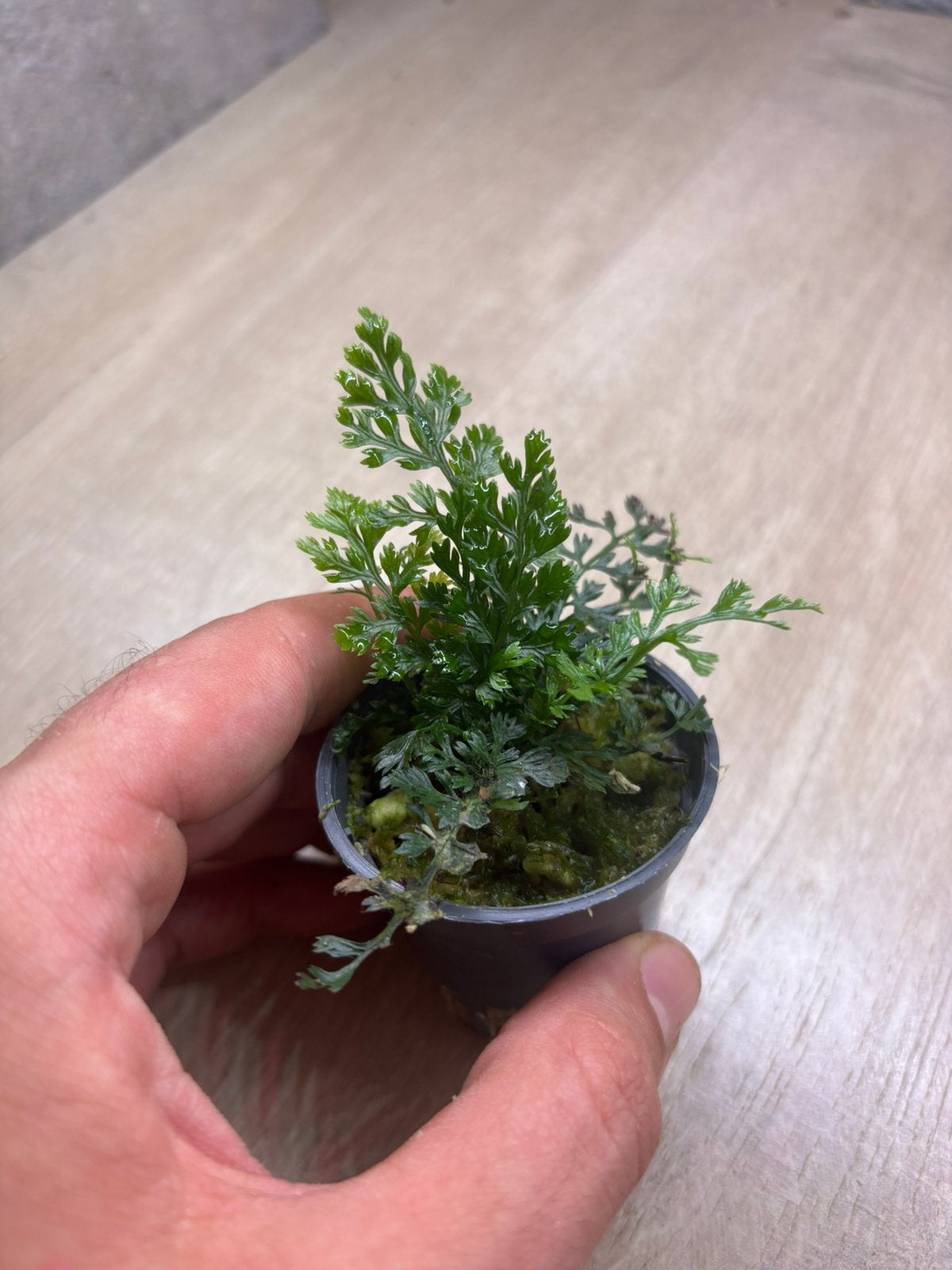 Terrarium/paludarium/aquarium planten te koop, Dieren en Toebehoren, Ophalen of Verzenden, Nieuw, Tak, Plant, Rots of Steen