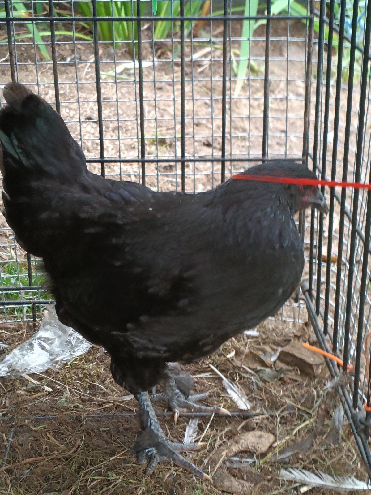 jonge kippen, Dieren en Toebehoren, Vrouwelijk, Kip