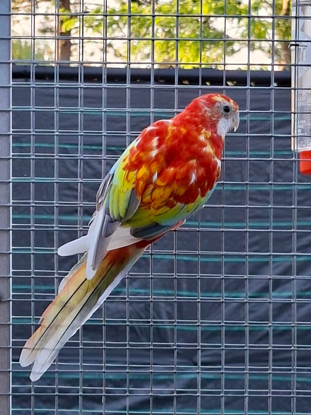 Koppel rosella