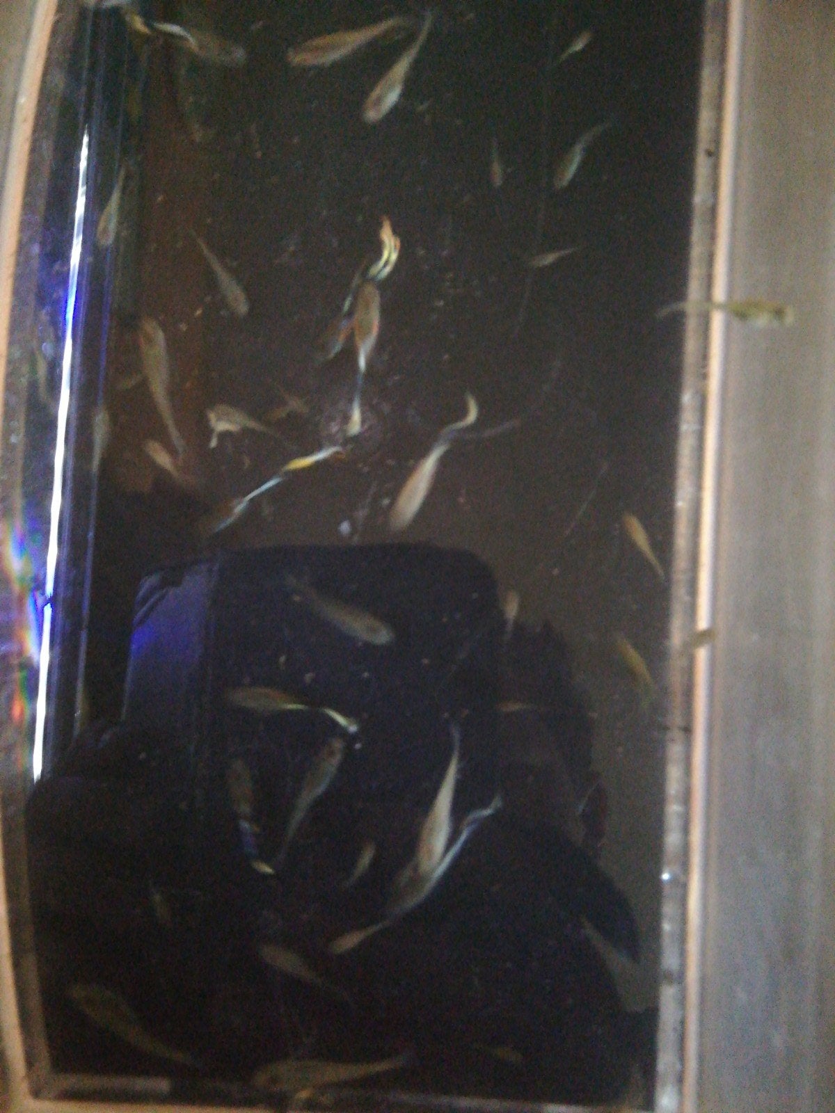 guppies te koop, Poisson, Poisson d'eau douce