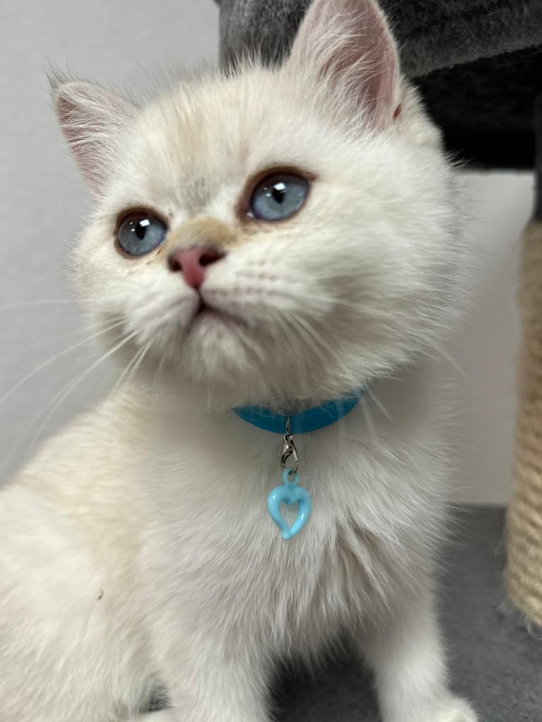 kittens Britse korthaar, Dieren en Toebehoren, Katten en Kittens | Raskatten | Korthaar, Meerdere dieren, Gechipt, 0 tot 2 jaar