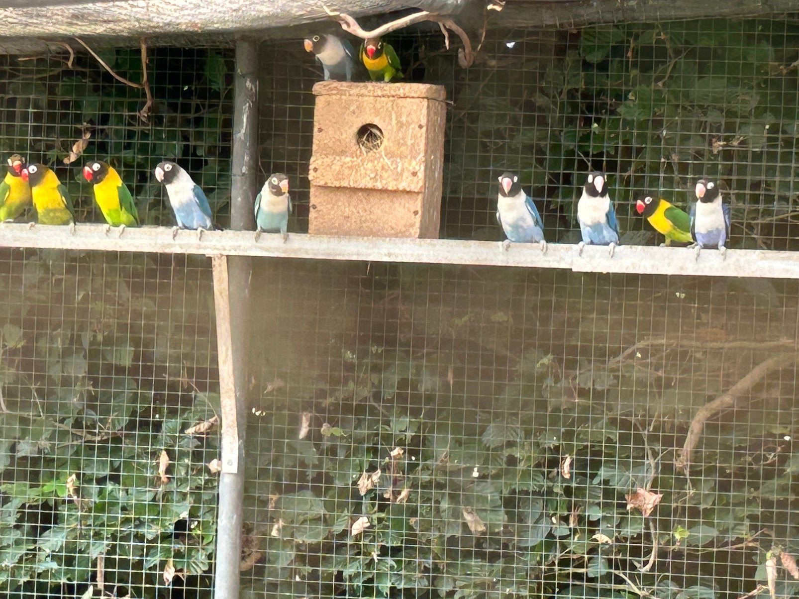 Personatta’s, Meerdere dieren, Dwergpapegaai of Agapornis