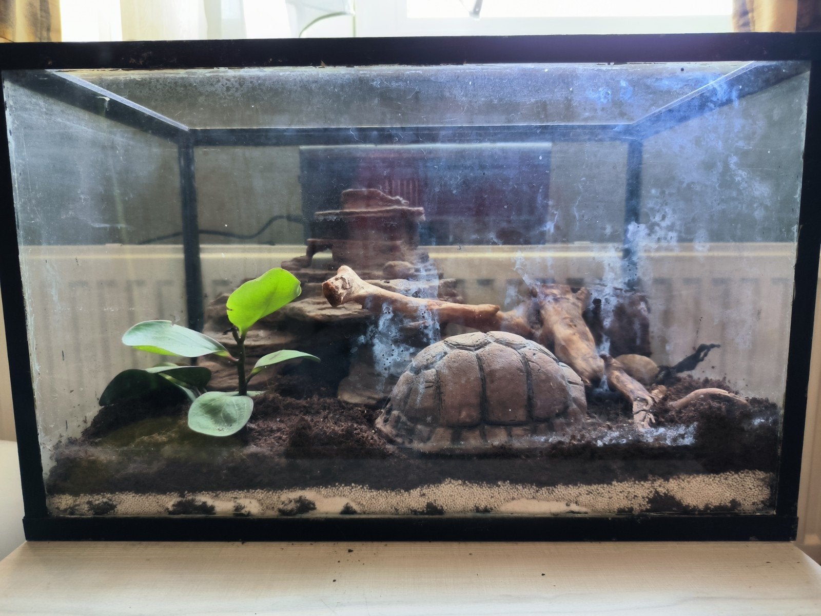 terrarium met toebehoor, Animaux & Accessoires, Reptiles & Amphibiens | Accessoires, Enlèvement, Utilisé, Terrarium ou Paludarium
