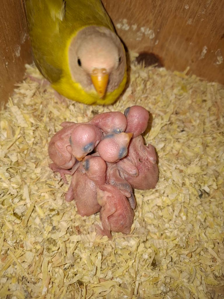 Jonge pruimkopparkiet, Dieren en Toebehoren, Vogels | Parkieten en Papegaaien