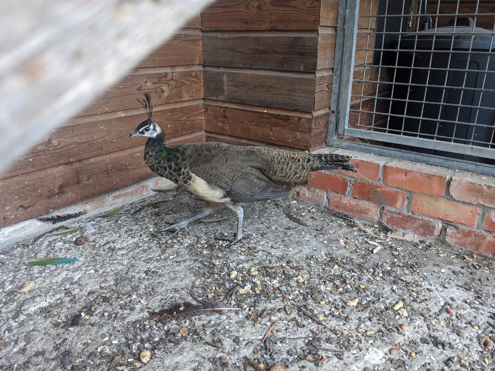 Spalding pauwhaan, Dieren en Toebehoren, Mannelijk, Overige soorten