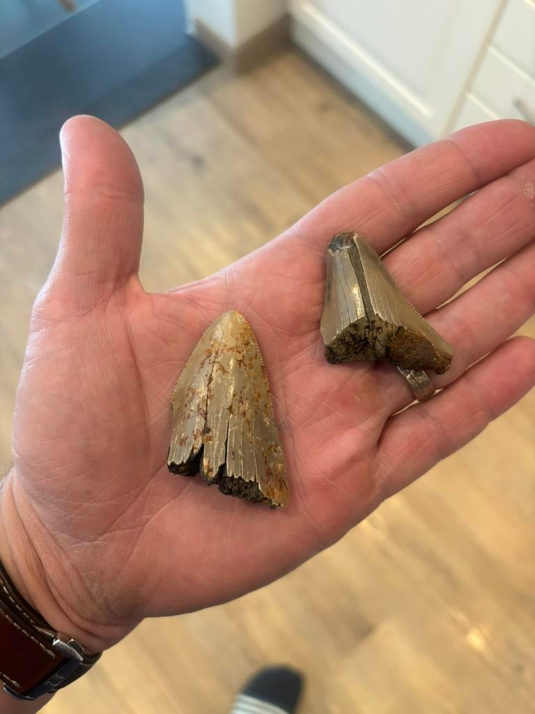 Fossiele Otodus megalodon haaientanden - Antwerpen (België), Collections, Minéraux & Fossiles, Enlèvement ou Envoi