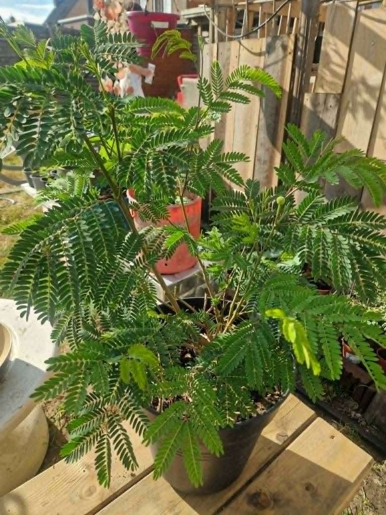 witte mimosa กระถิน, Ophalen, Groenteplanten, Tweejarig, Halfschaduw