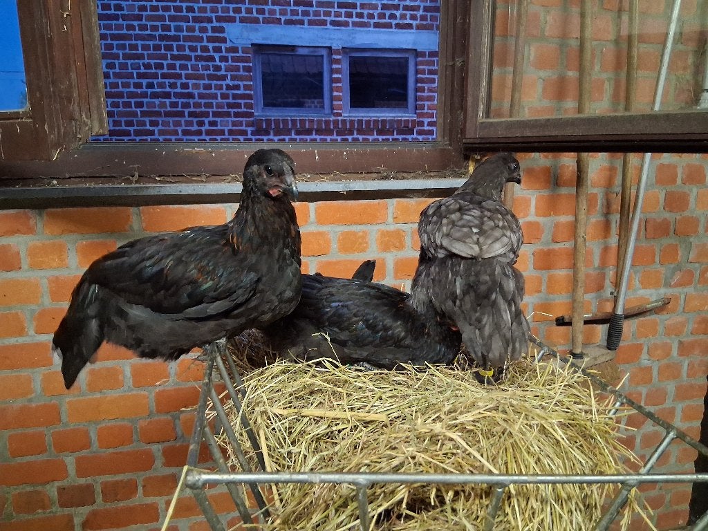 Kippen brugse vechter, Plusieurs animaux, Poule ou poulet