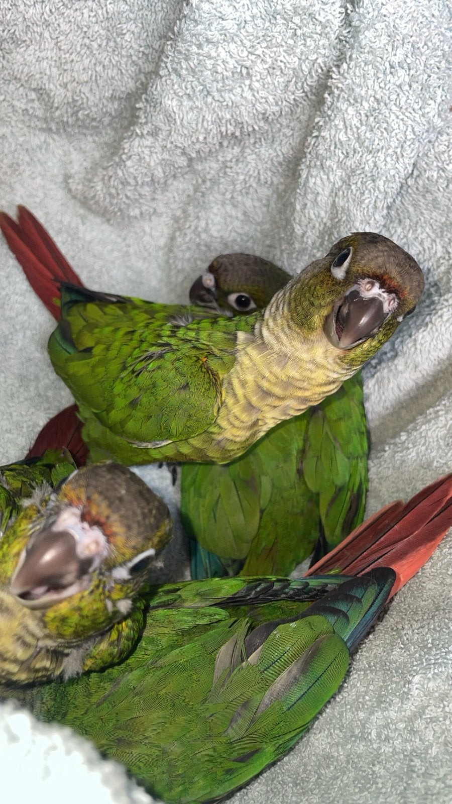 Conures EAM bientot 1mois et demi, Animaux & Accessoires