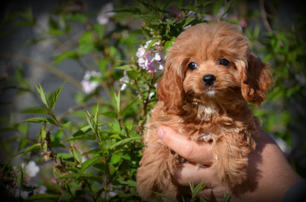 Chiots Cockapoo, Belgique, Plusieurs, Hépatite contagieuse (maladie de Rubarth), Chienne