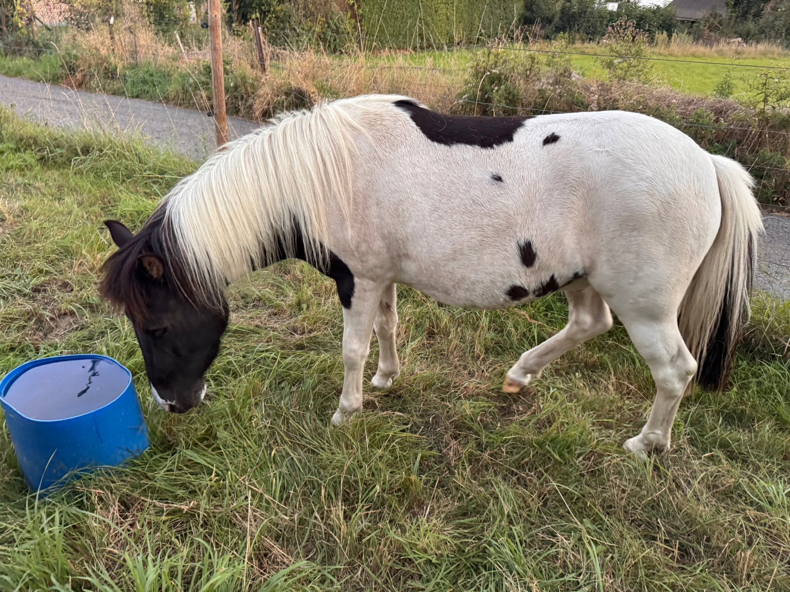 Bijn 3 jarige fijne b pony, Dieren en Toebehoren, Ruin, B