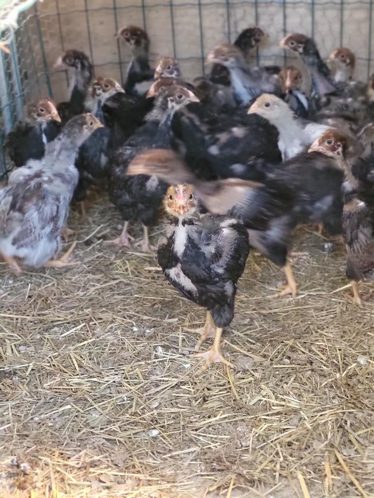 Barneverder, Mâle, Poule ou poulet
