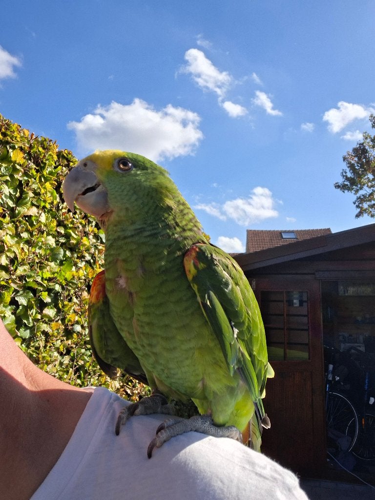 Oratix dubbelgeelkop amazone, Sexe inconnu, Perroquet