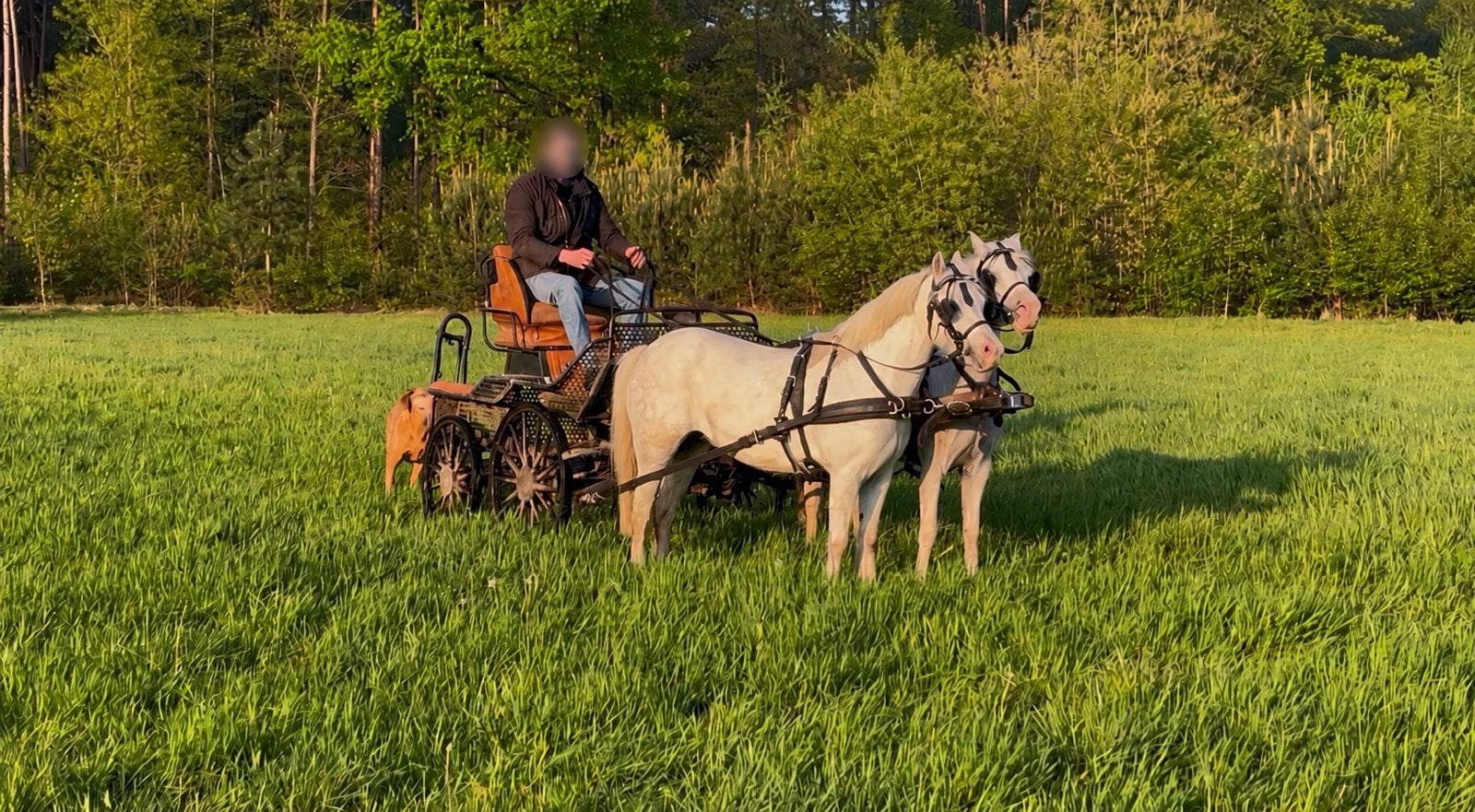 TE KOOP – 2 WELSH MERRIES MET STAMBOOM, Dieren en Toebehoren, Ophalen