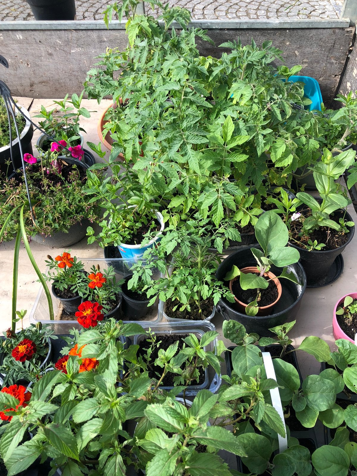 Er zijn verschillende soorten zaailingen verkrijgbaar., Jardin & Terrasse, Plantes | Jardin, Enlèvement