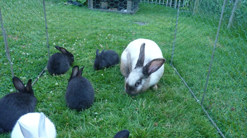 8 jeunes lapins +  femelle ( couleur Sallander), Animaux & Accessoires, Grand