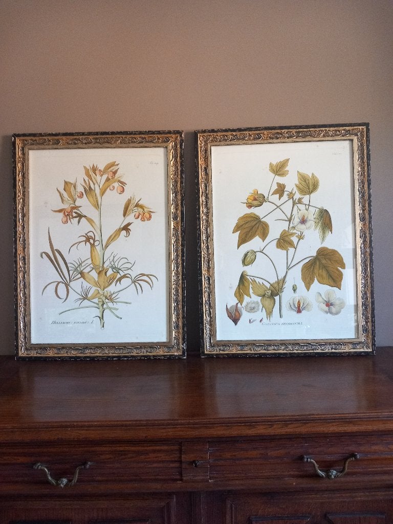 Gravures dans cadre, Encadré, 73 cm, Faune et Flore, Gravure