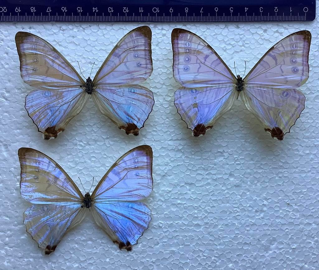 Morpho vlinders, 22 € / specimen, Enlèvement ou Envoi, Comme neuf