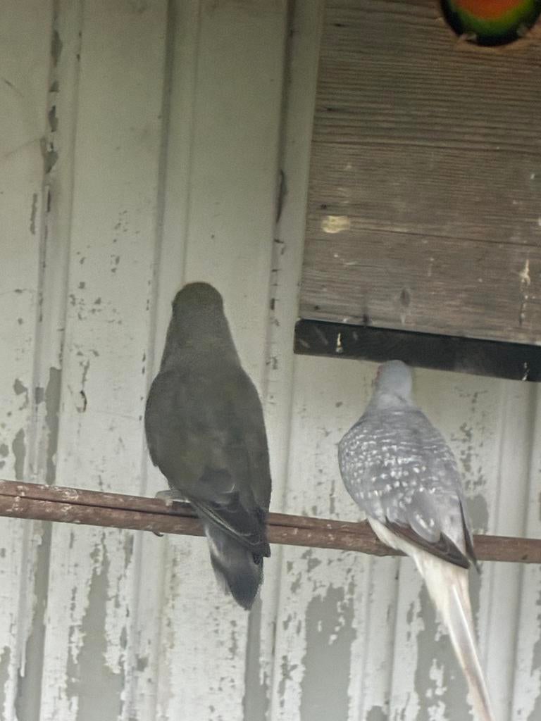 Dwergpapegaai, Dieren en Toebehoren