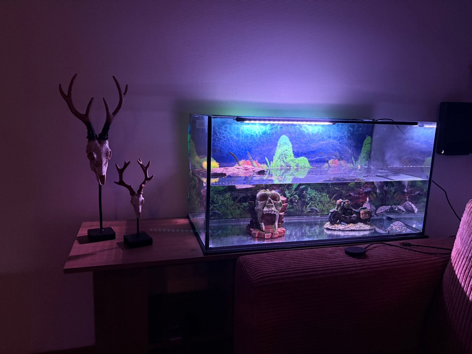 4 waterschildpadden met compleet verblijf, Animaux & Accessoires, Tortue, Avec terrarium, 0 à 2 ans